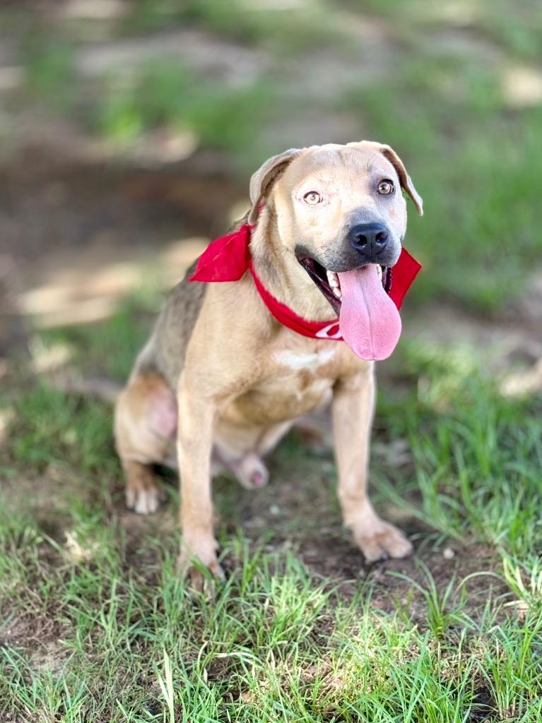 Jeremiah, a Adoptable mixed breed in Nacogdoches, TX image 4/6