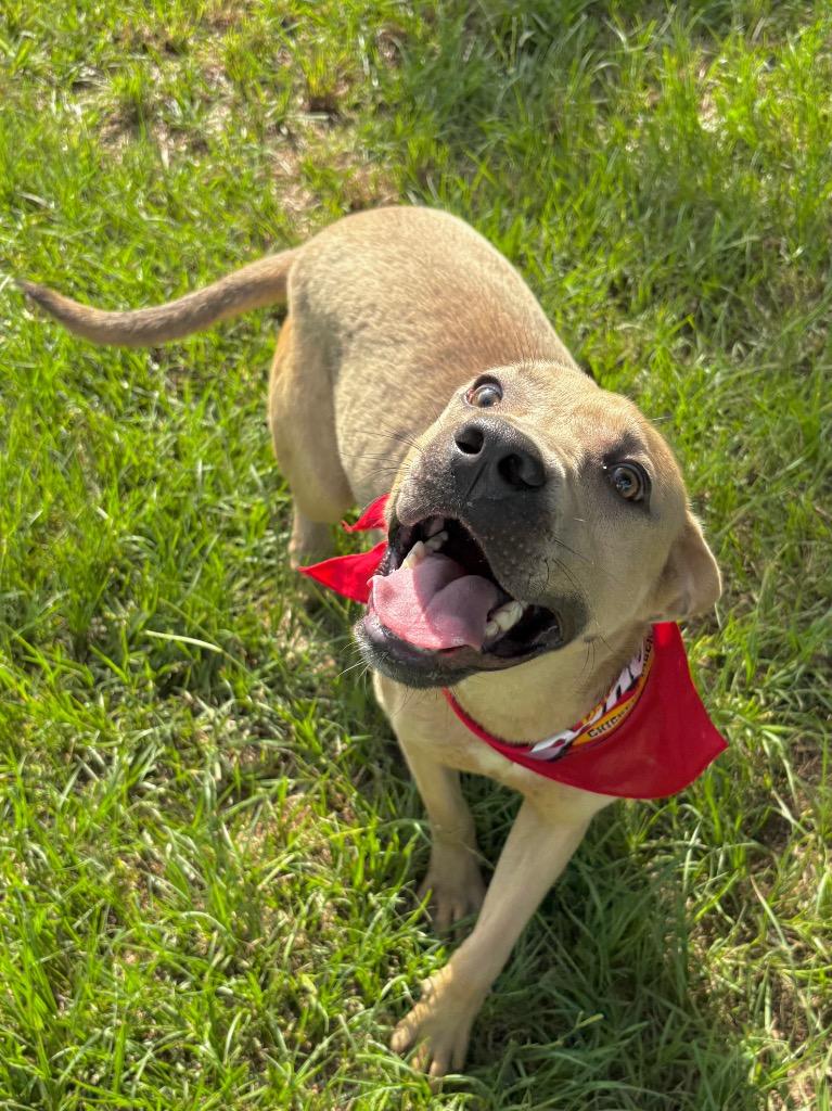 Jeremiah, a Adoptable mixed breed in Nacogdoches, TX image 5/6
