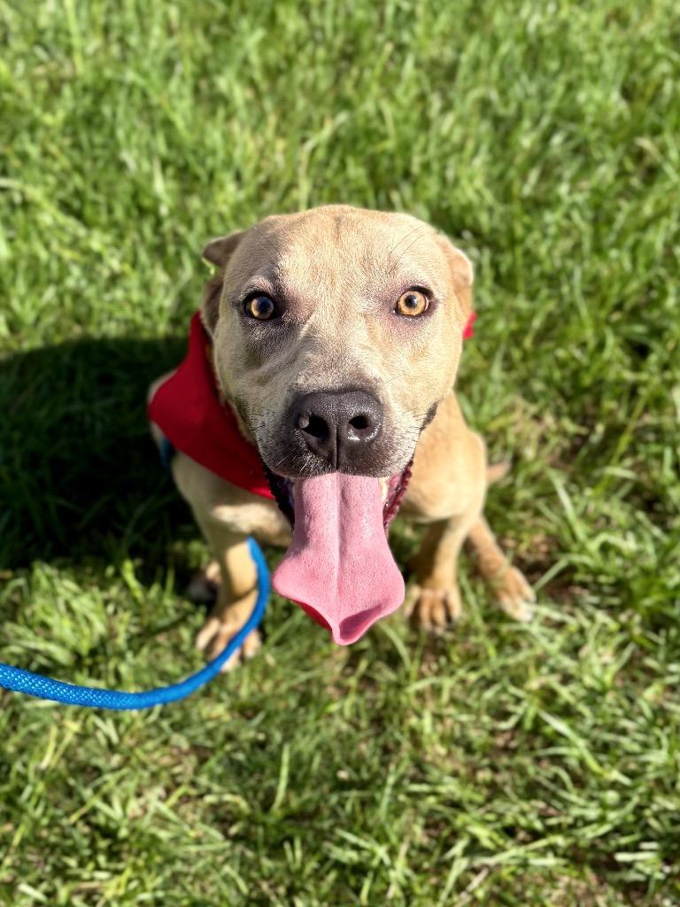 Jeremiah, a Adoptable mixed breed in Nacogdoches, TX image 6/6