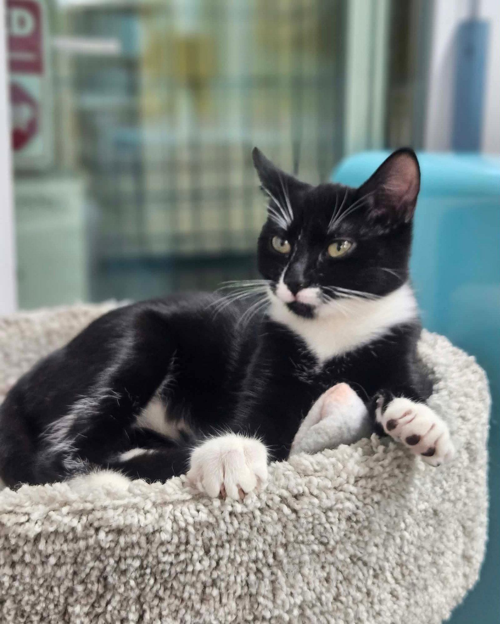 Celestial and Lyra, Adoptable, Kitten Female Domestic Short Hair.