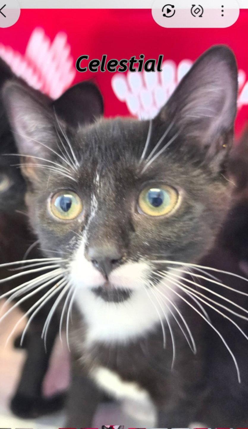 Enlarge Celestial and Lyra, a Adoptable Domestic Short Hair in Gonic, NH image 2/3