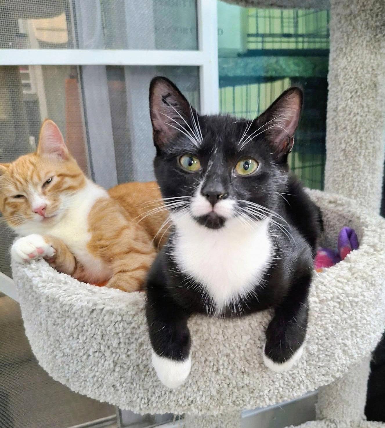 Enlarge Celestial and Lyra, a Adoptable Domestic Short Hair in Gonic, NH image 3/3