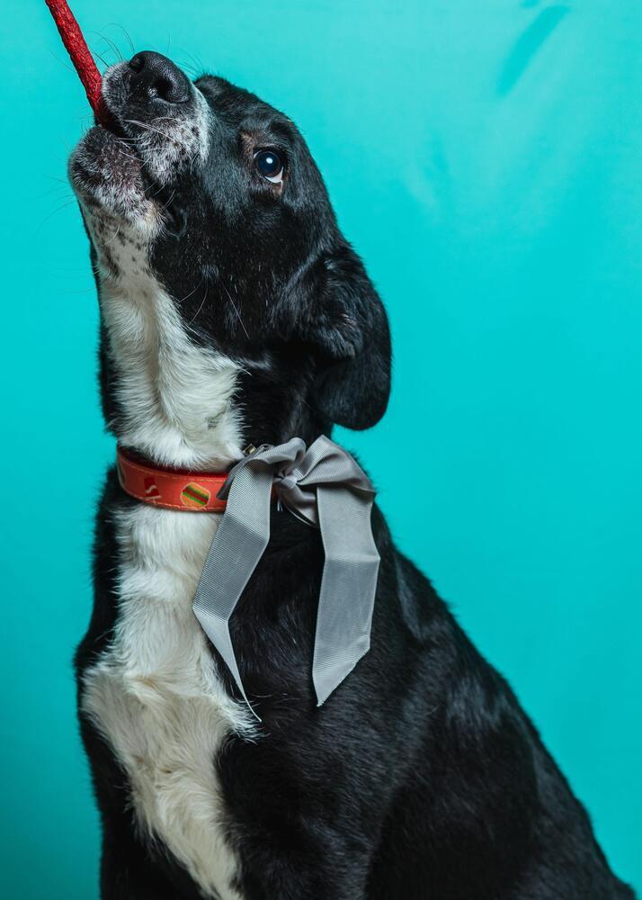 Max, Adoptable, Puppy Male Labrador Retriever & American Bully.