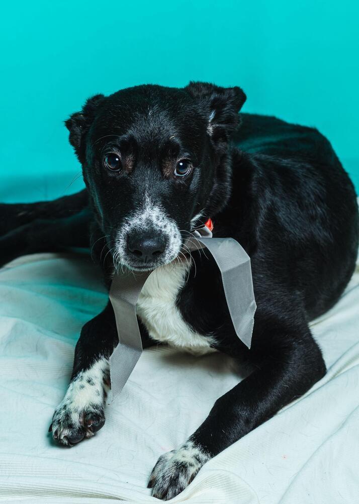 Enlarge Max, a Adoptable mixed breed in Calgary, AB image 2/2