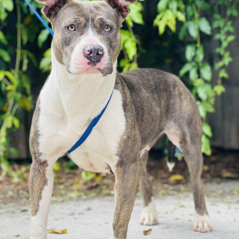 AC#3226 "Ariah", an adoptable Pit Bull Terrier in Conyers, GA_image-1