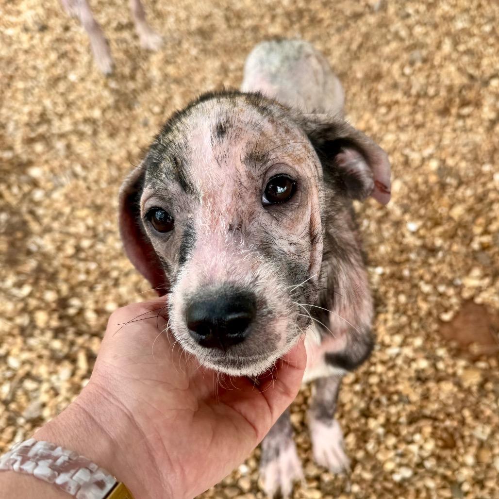 Enlarge Aria, a Adoptable Mixed Breed in Opelika, AL image 2/6