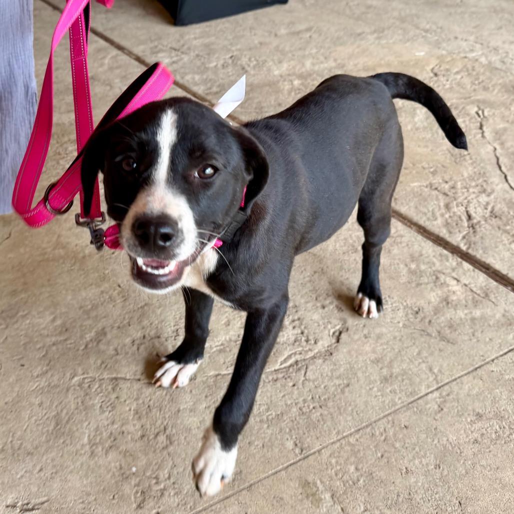 Enlarge Aria, a Adoptable Mixed Breed in Opelika, AL image 1/6