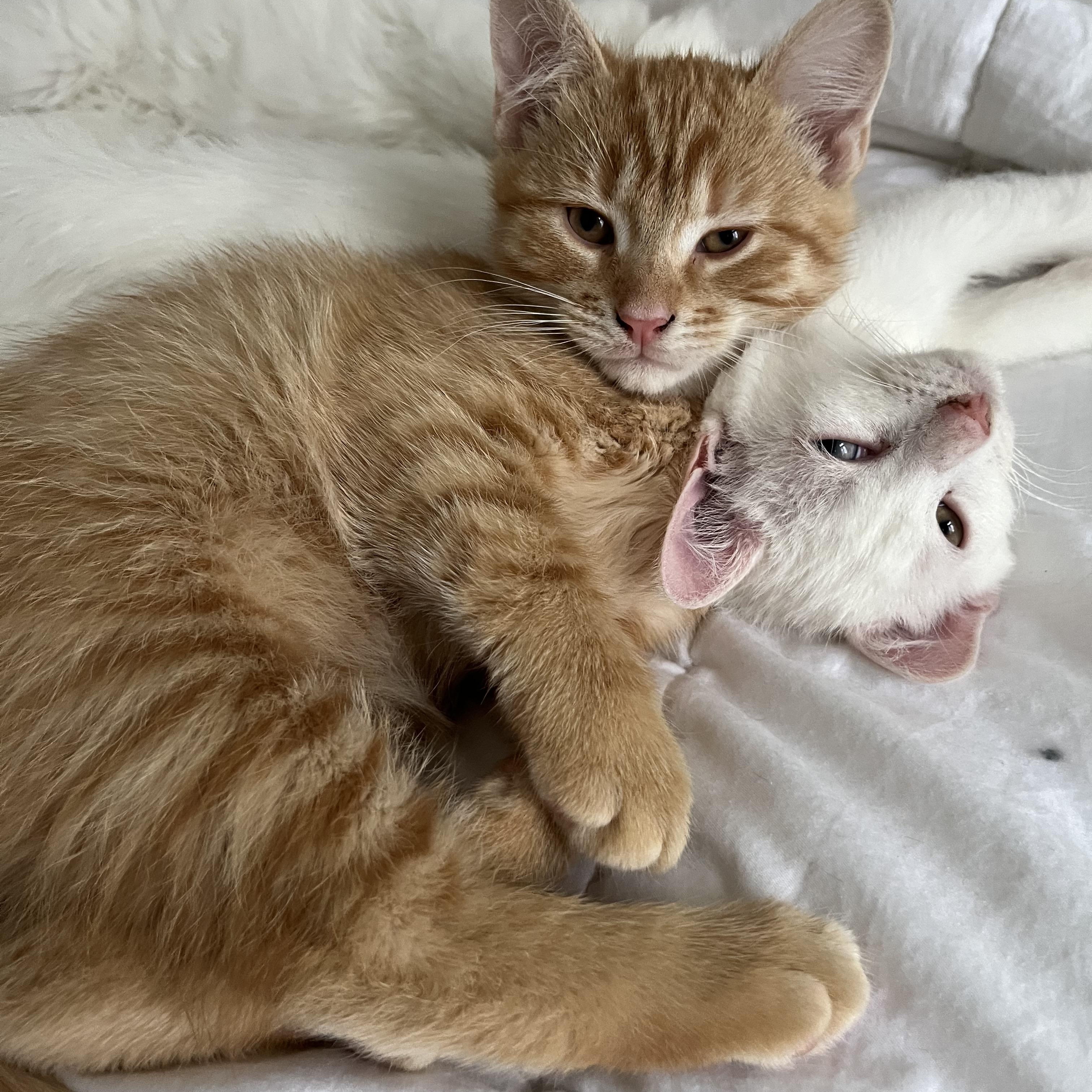 Enlarge Queso, a ADOPTABLE Tabby in Verdun, QC image 1/1