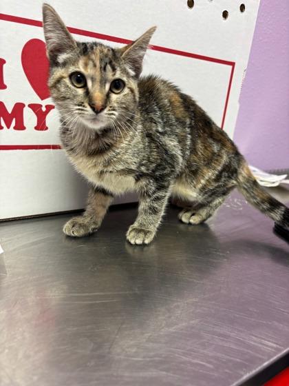 59692723, Adoptable, Young Female Domestic Short Hair.