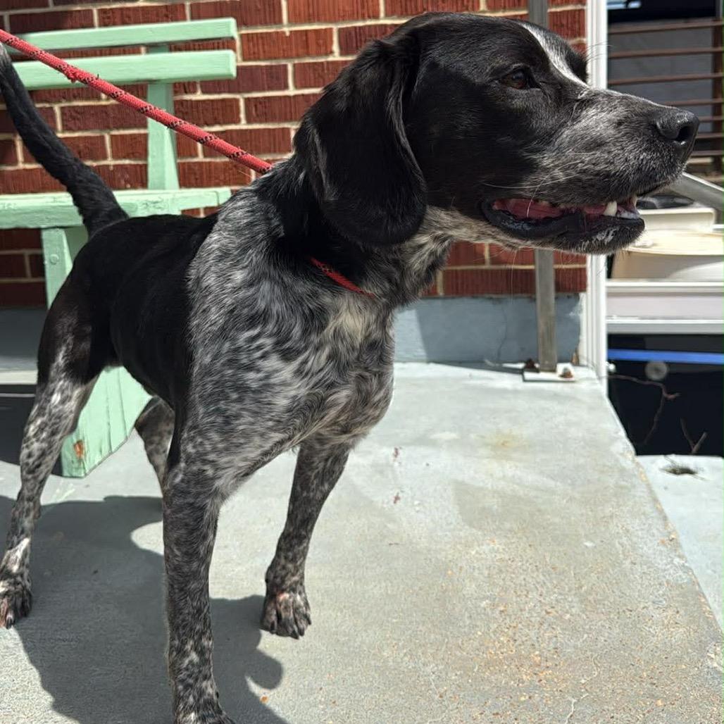 Scooter, Adoptable, Young Male Beagle & Bluetick Coonhound.