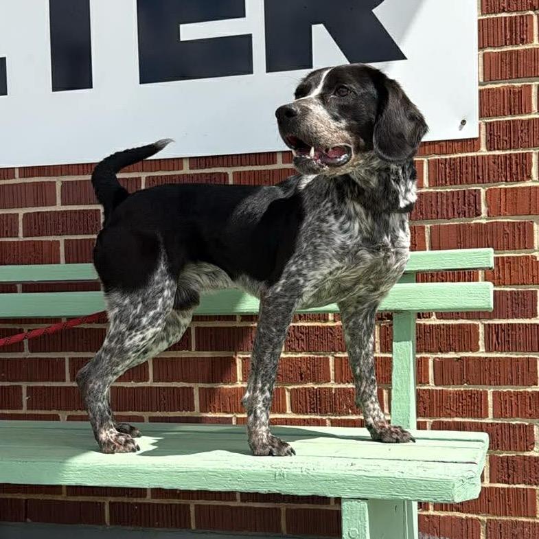 Enlarge Scooter, a Adoptable mixed breed in West Point, MS image 2/4