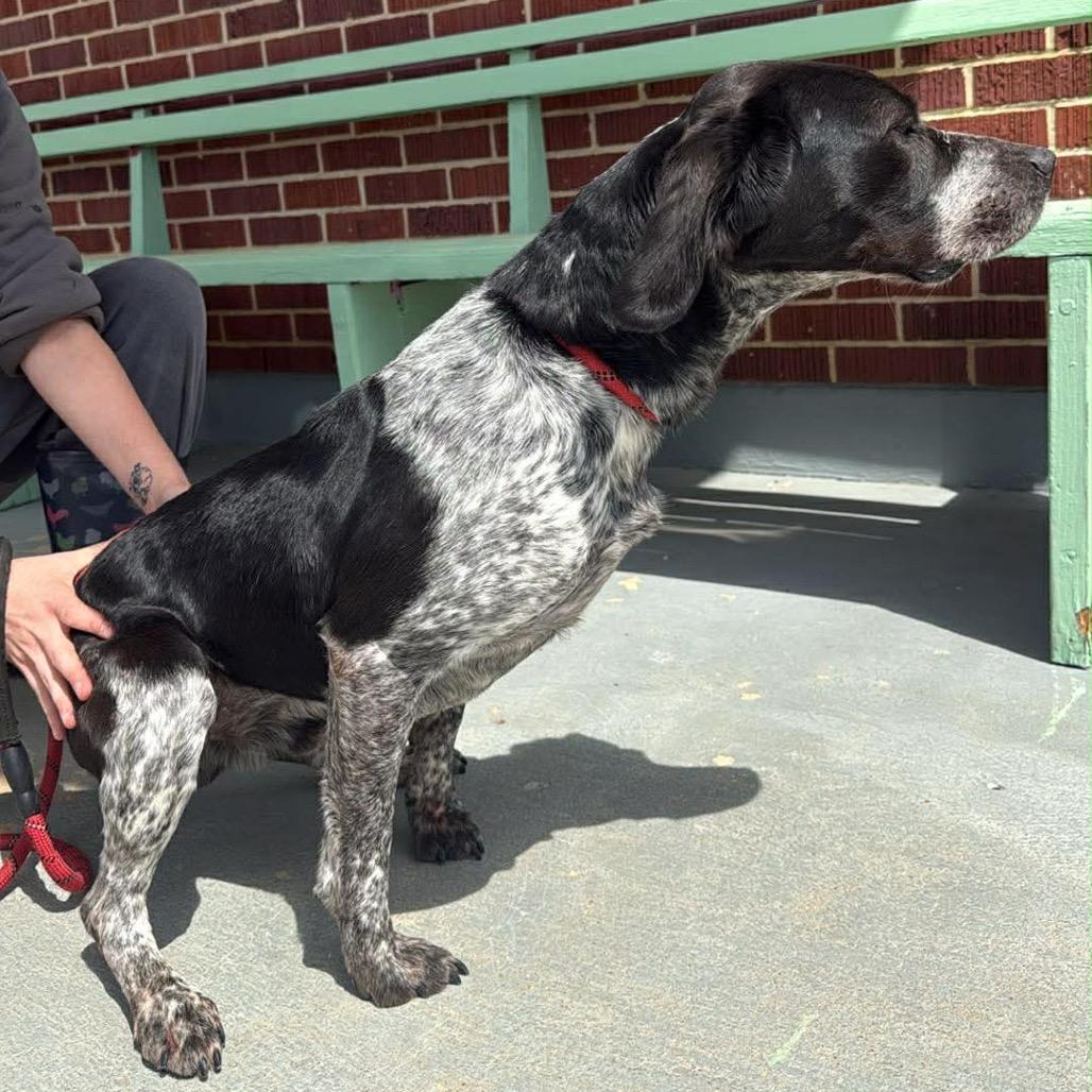 Enlarge Scooter, a Adoptable mixed breed in West Point, MS image 3/4
