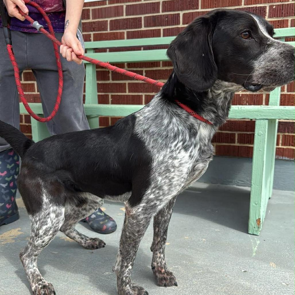 Enlarge Scooter, a Adoptable mixed breed in West Point, MS image 4/4