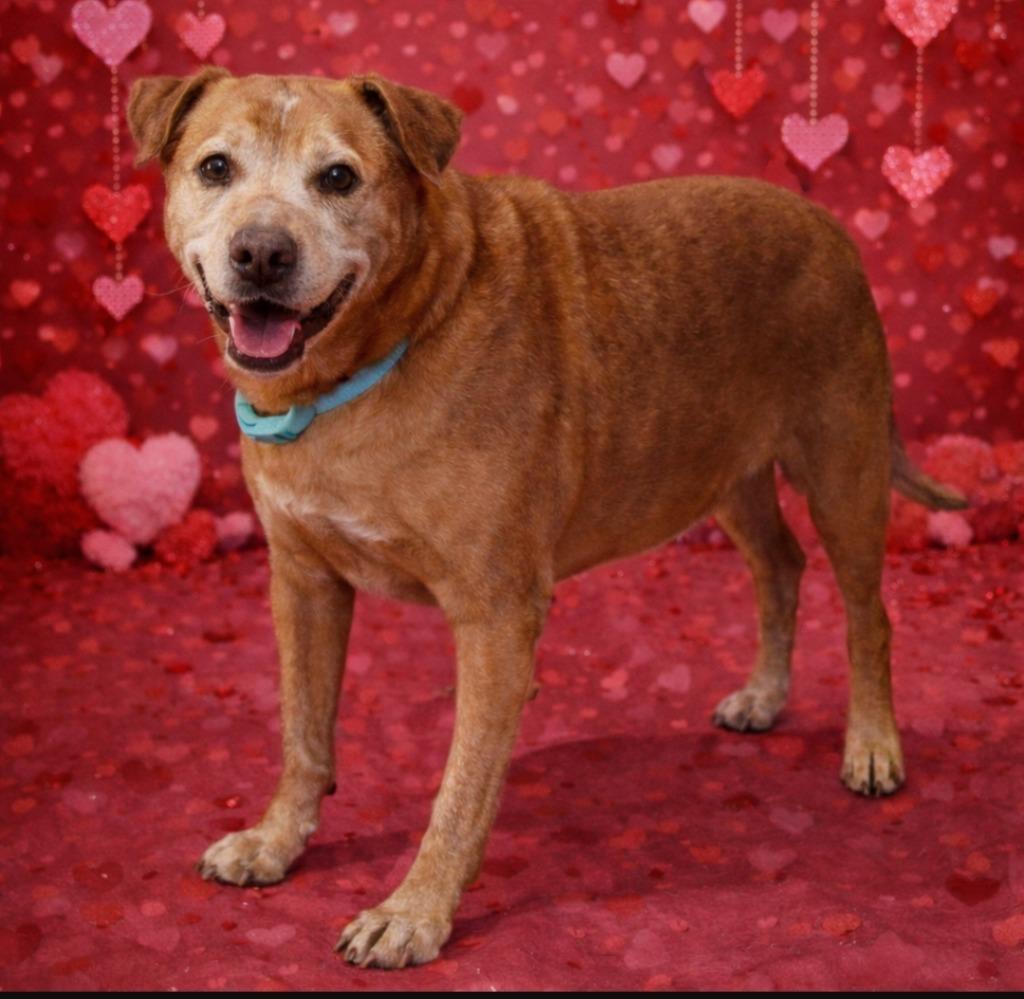 SANDY, Adoptable, Senior Female Terrier.