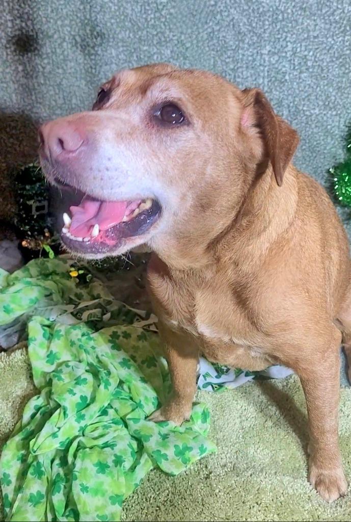 SANDY, a Adoptable Terrier in Wintersville, OH image 2/4