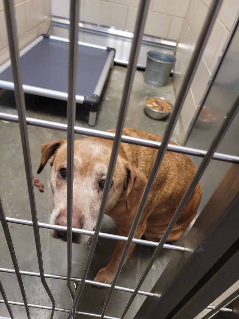 SANDY, a Adoptable Terrier in Wintersville, OH image 3/4