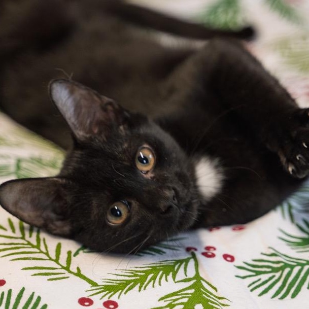 Norman   CONFIDENT EXPLORER, ADOPTABLE, Kitten Male Bombay & Tuxedo.