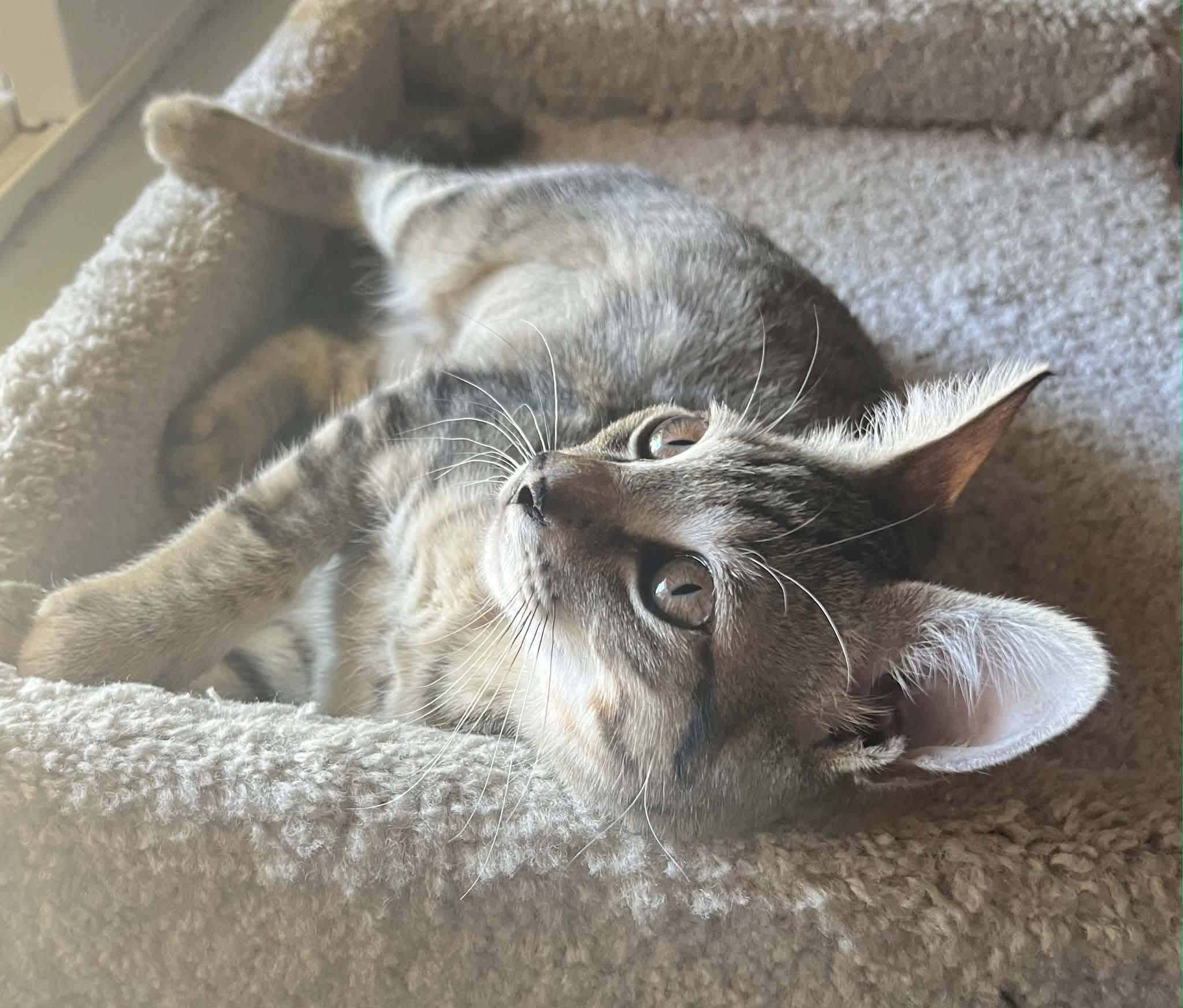 Cece, adopted, Kitten Female Domestic Short Hair.