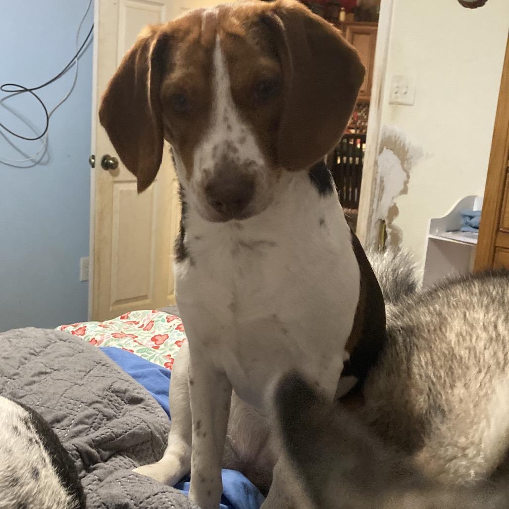Freya, Adoptable, Young Female Beagle.