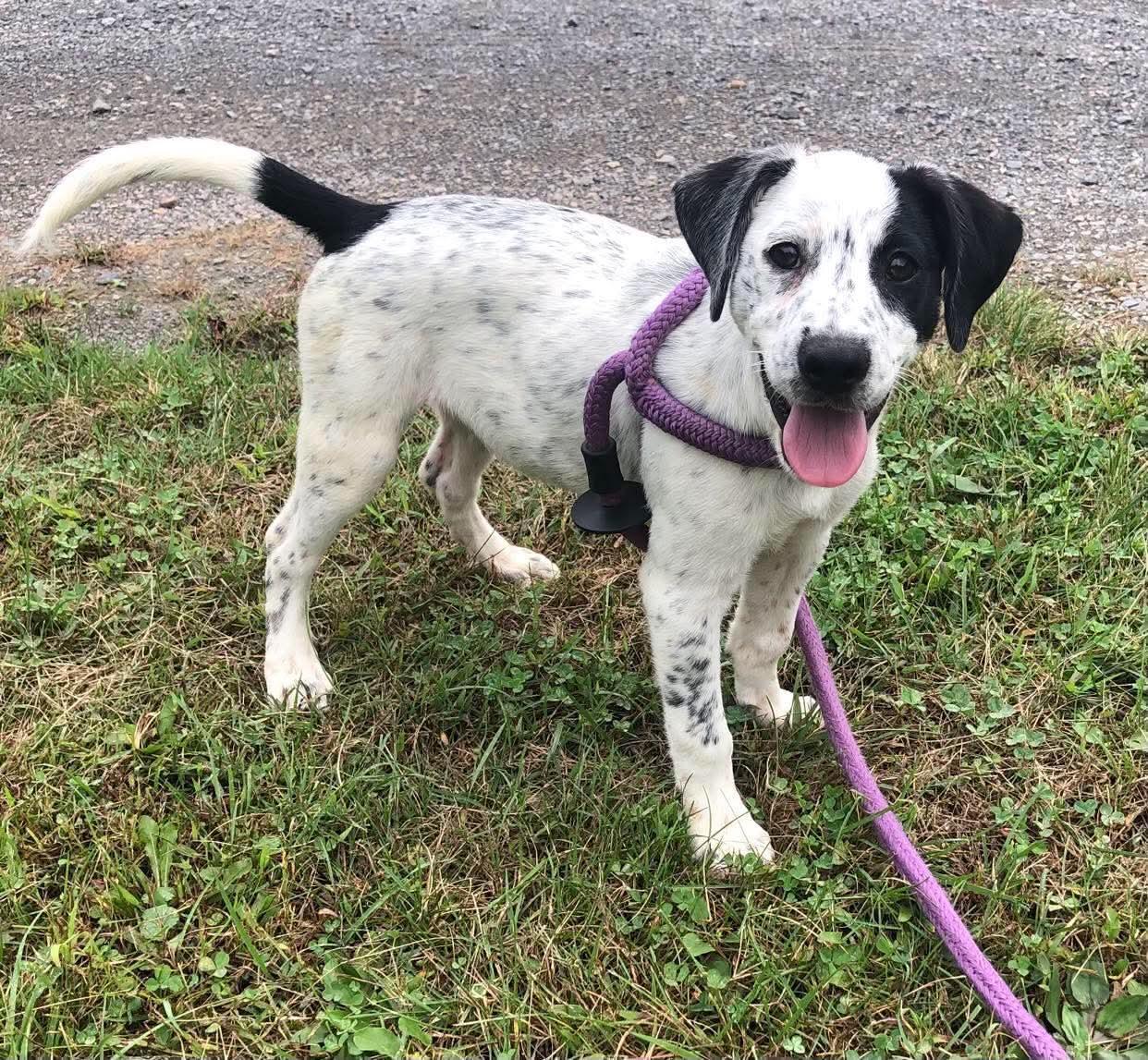 Enlarge Patches, a Adoptable Beagle in Elkins, WV image 1/3