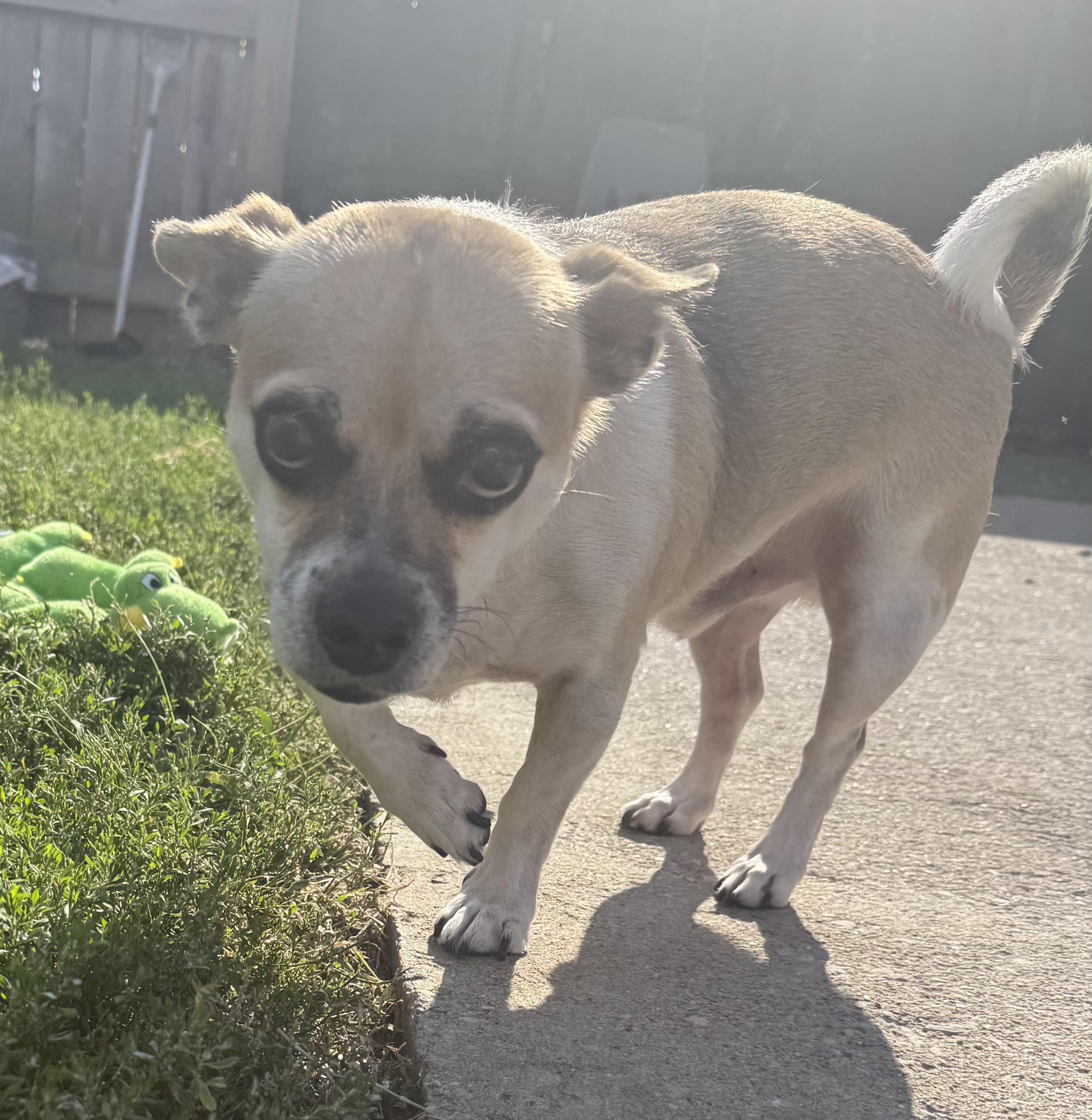 Enlarge Skipper, a Adoptable Chug in Lexington, KY image 6/6