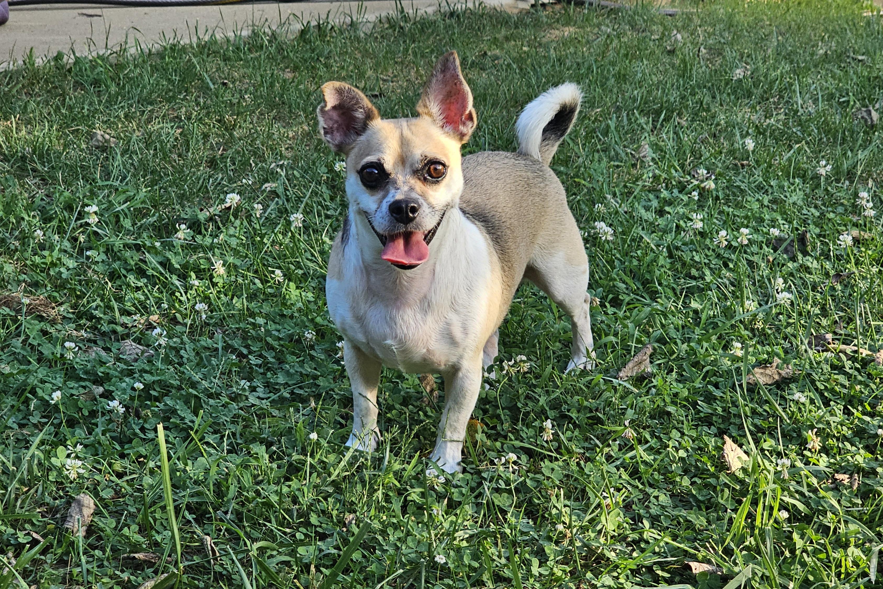 Enlarge Skipper, a Adoptable Chug in Lexington, KY image 2/6