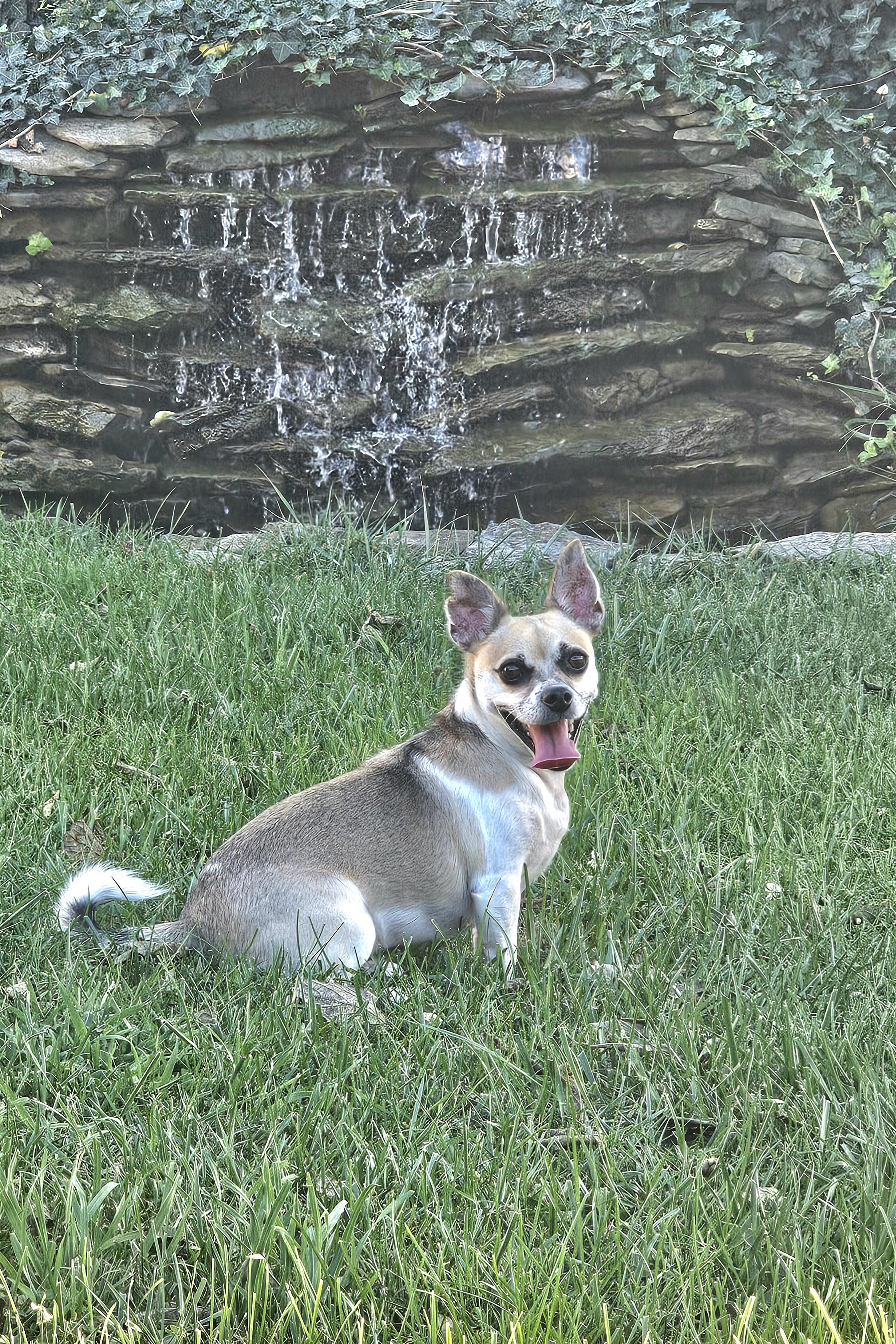 Enlarge Skipper, a Adoptable Chug in Lexington, KY image 3/6