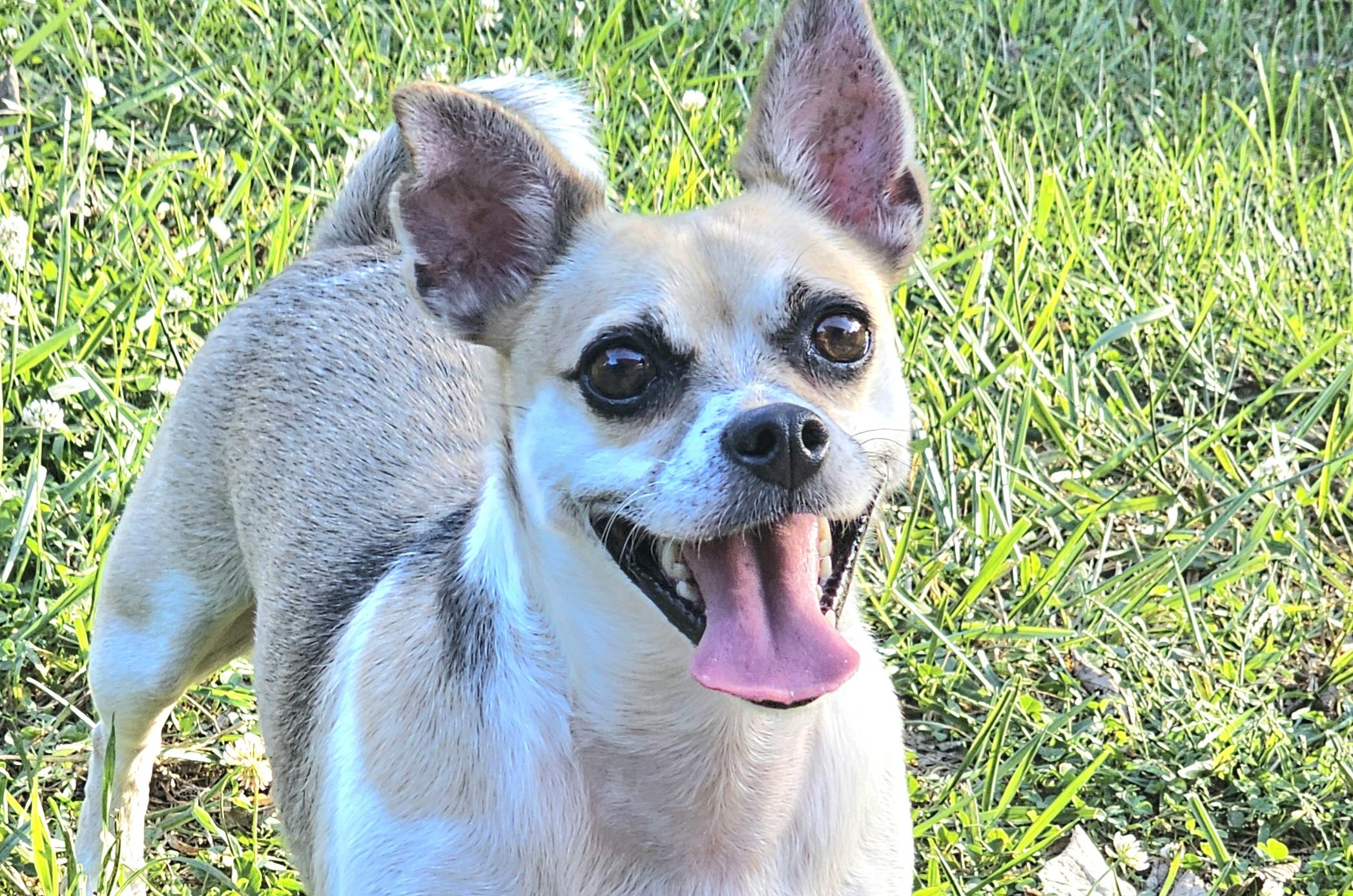 Enlarge Skipper, a Adoptable Chug in Lexington, KY image 1/6