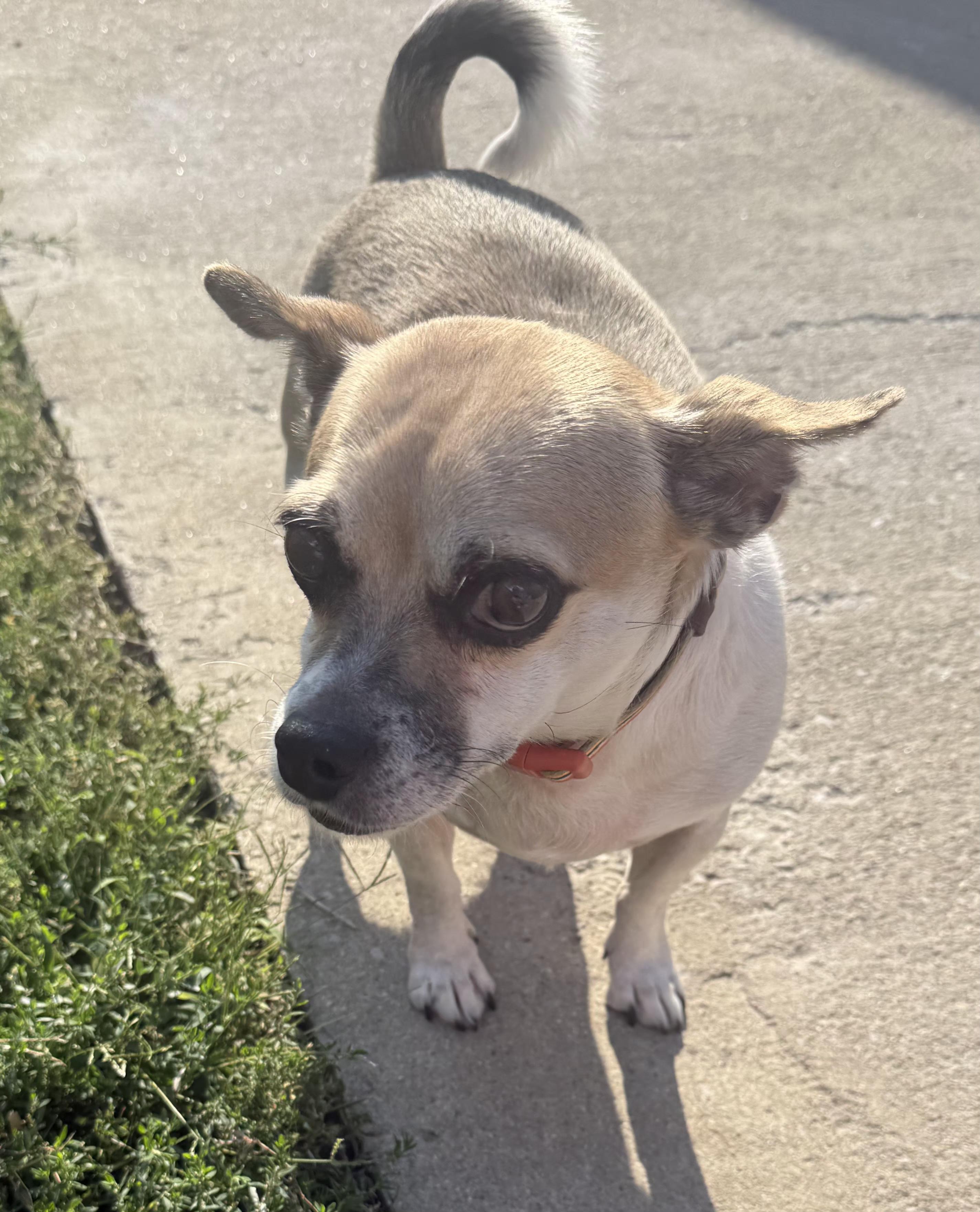 Enlarge Skipper, a Adoptable Chug in Lexington, KY image 5/6