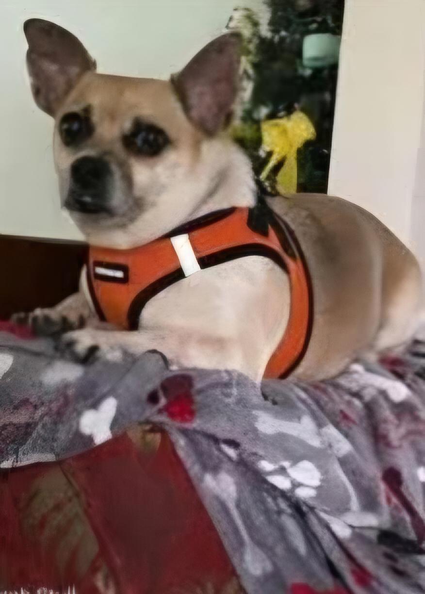 Enlarge Skipper, a Adoptable Chug in Lexington, KY image 4/6