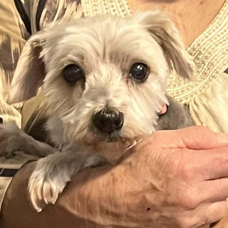 Claire, a Adoptable mixed breed in Dallas, TX image 1/2