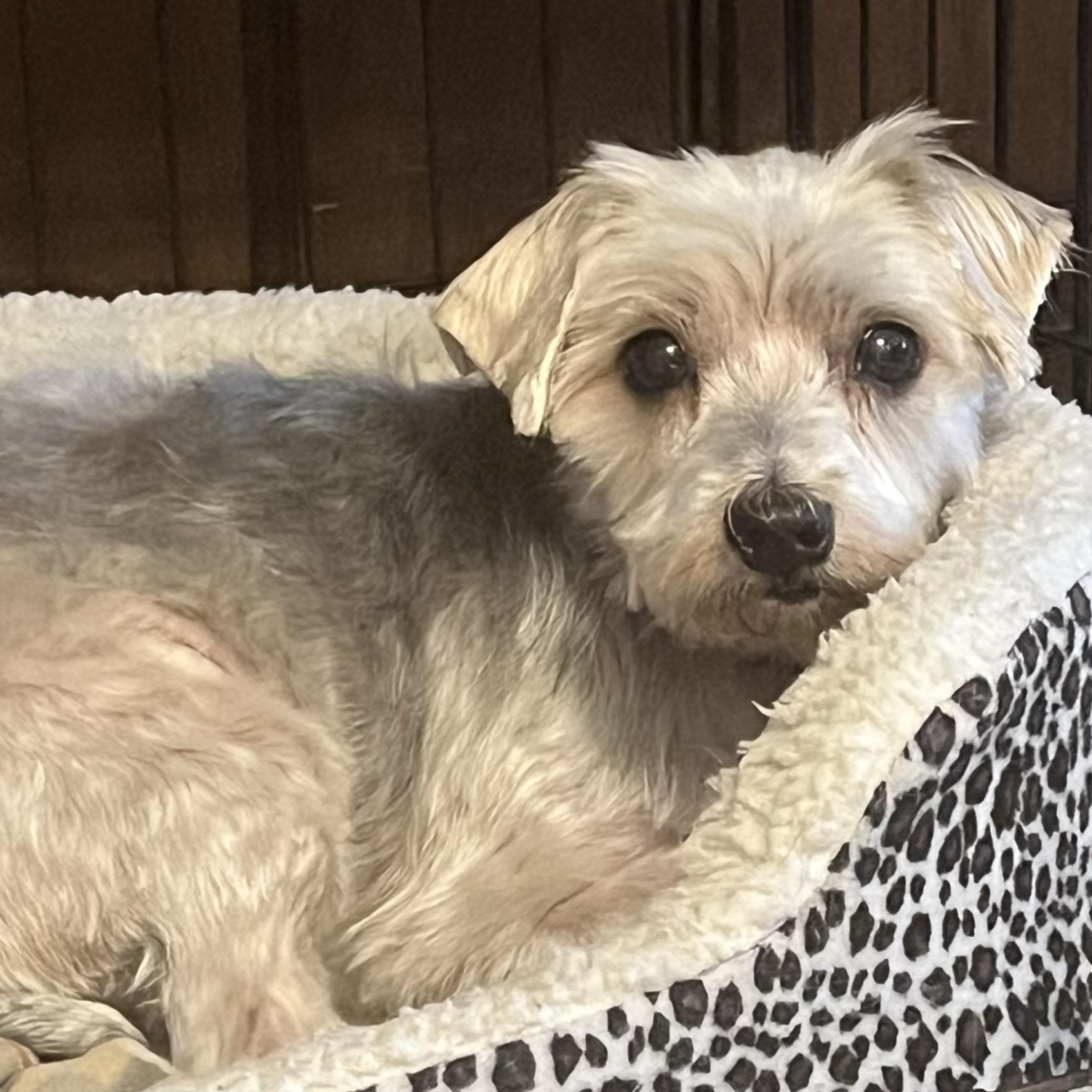 Claire, a Adoptable mixed breed in Dallas, TX image 2/2