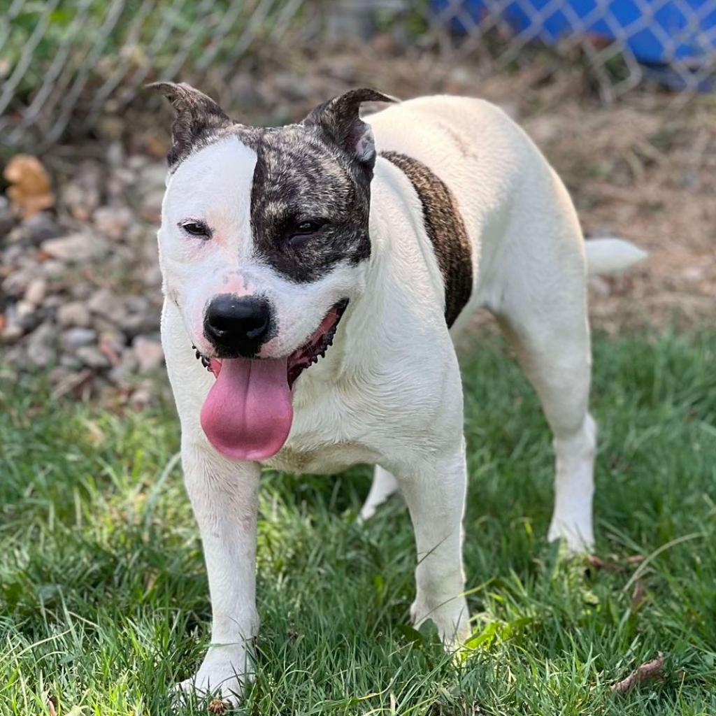 Enlarge Cyclone, a Adoptable Mixed Breed in Huntington, WV image 1/6