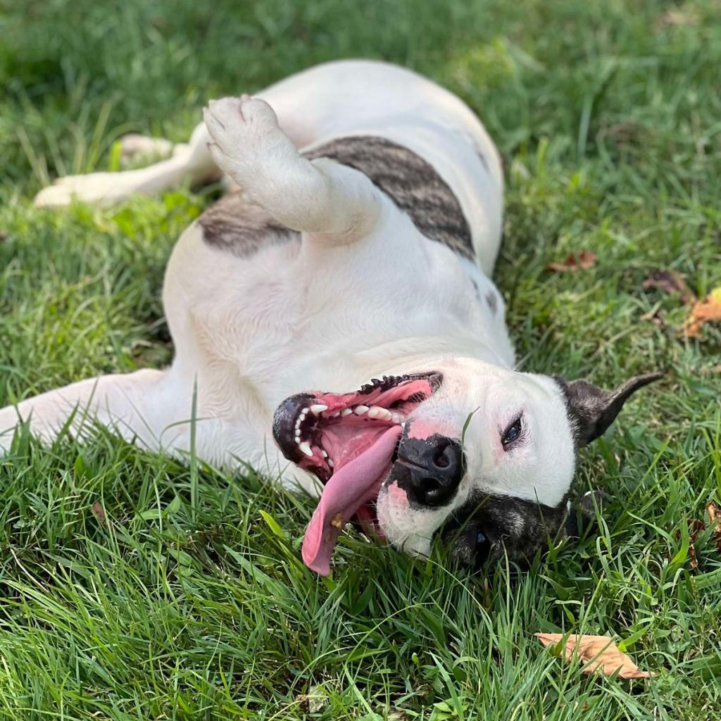 Enlarge Cyclone, a Adoptable Mixed Breed in Huntington, WV image 4/6