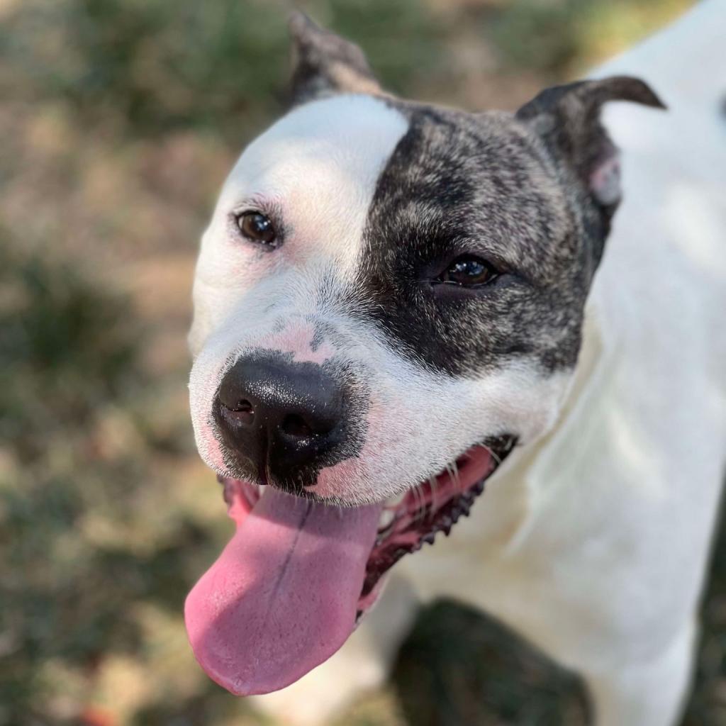 Enlarge Cyclone, a Adoptable Mixed Breed in Huntington, WV image 6/6