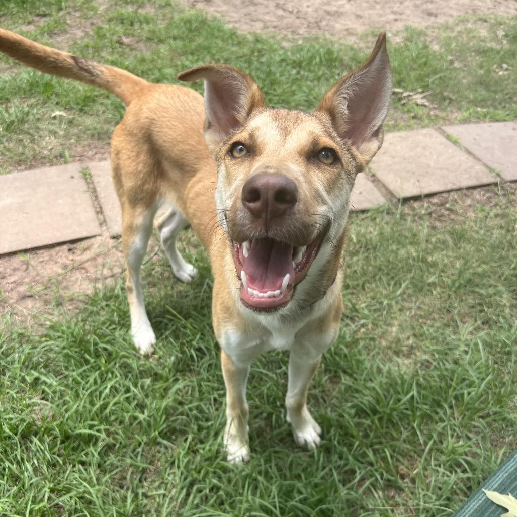 Allie, Adoptable, Young Female Yellow Labrador Retriever.