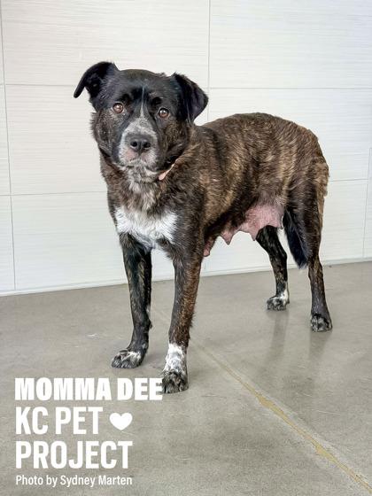 Momma Dee, Adoptable, Adult Female Mixed Breed & Mixed Breed.