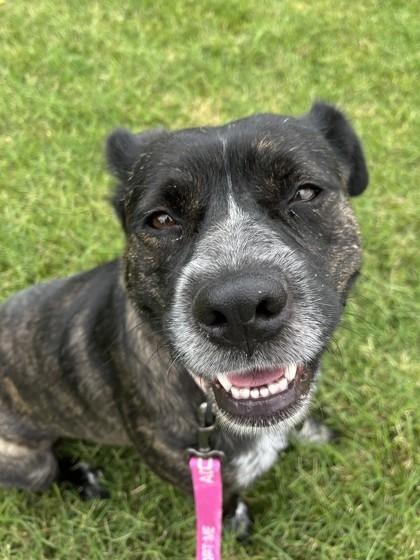Enlarge Momma Dee, a Adoptable mixed breed in Kansas City, MO image 2/3
