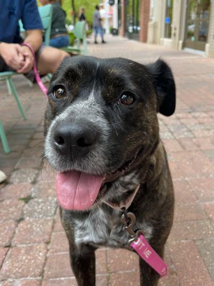 Enlarge Momma Dee, a Adoptable mixed breed in Kansas City, MO image 3/3