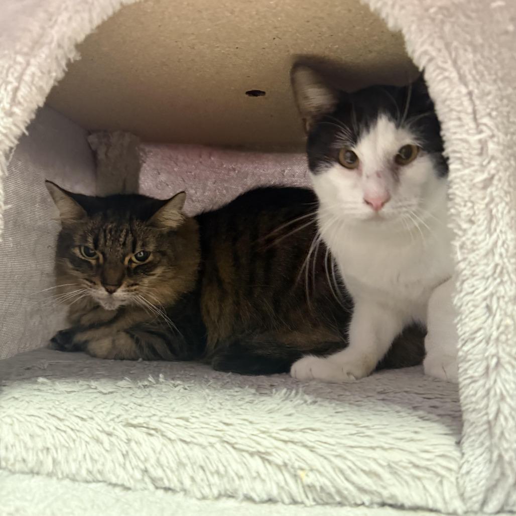 Lucy — thumbnail 3