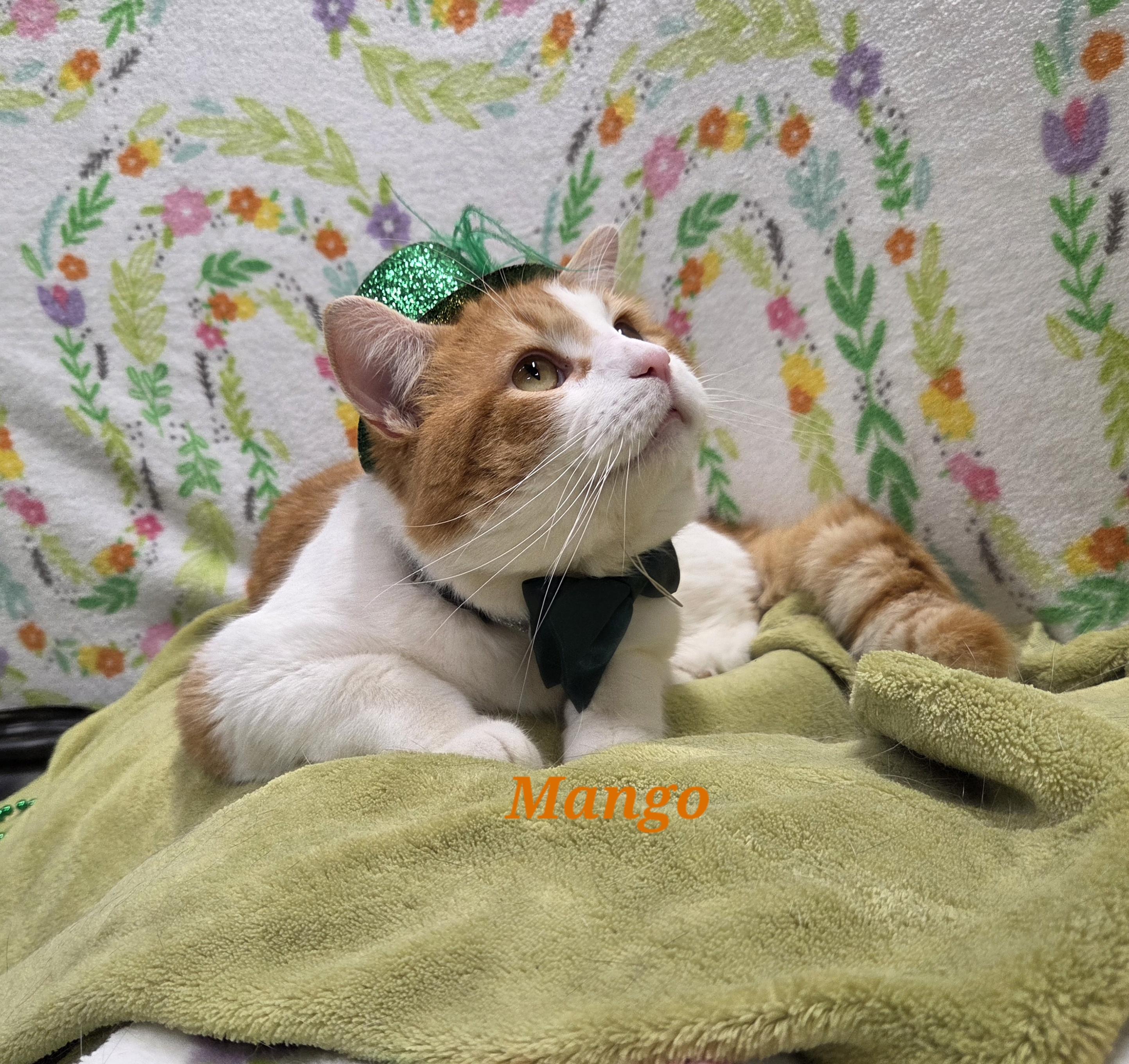 Enlarge Mango, a ADOPTABLE mixed breed in Whitewater, WI image 3/4