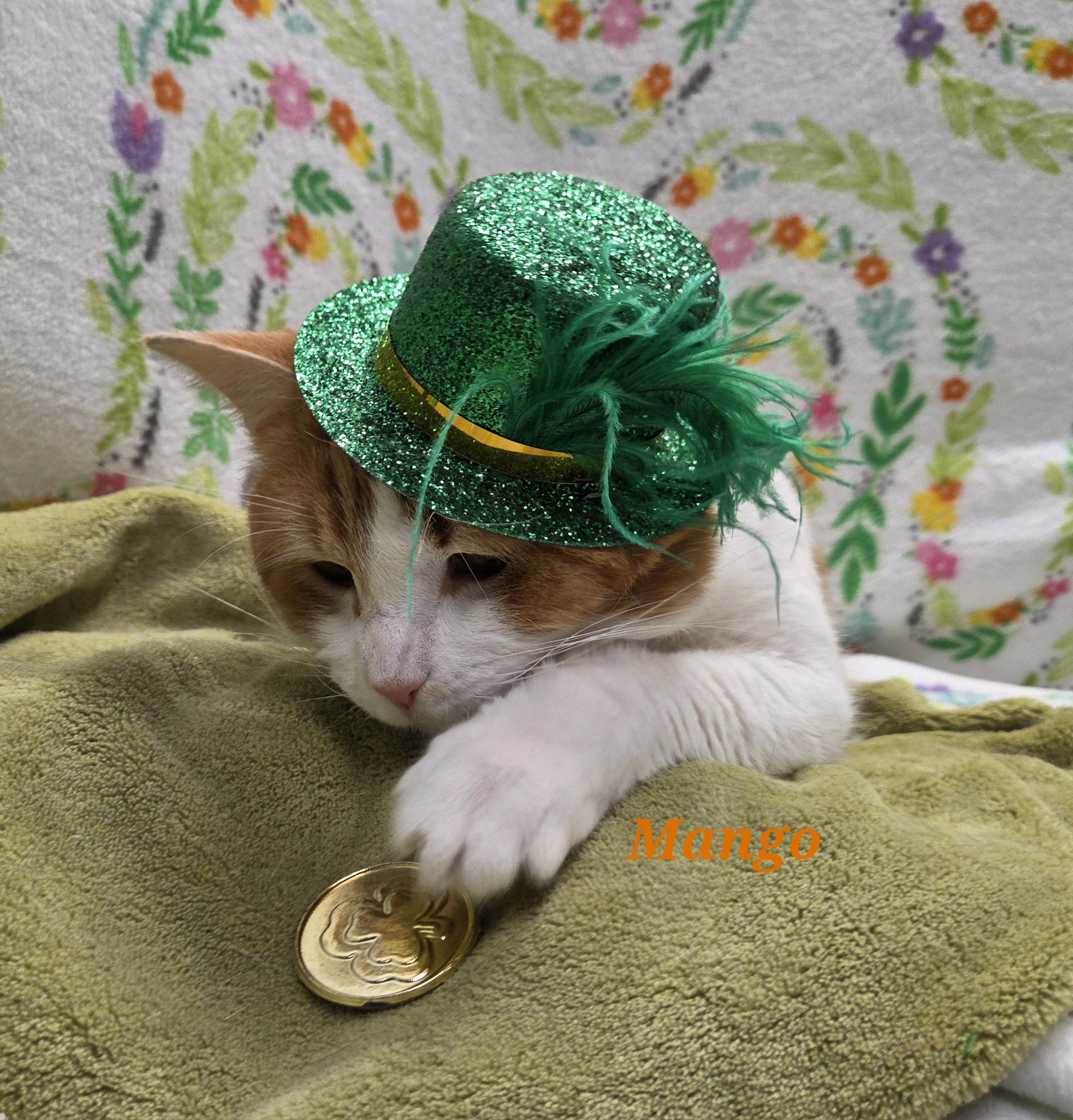 Enlarge Mango, a ADOPTABLE mixed breed in Whitewater, WI image 4/4