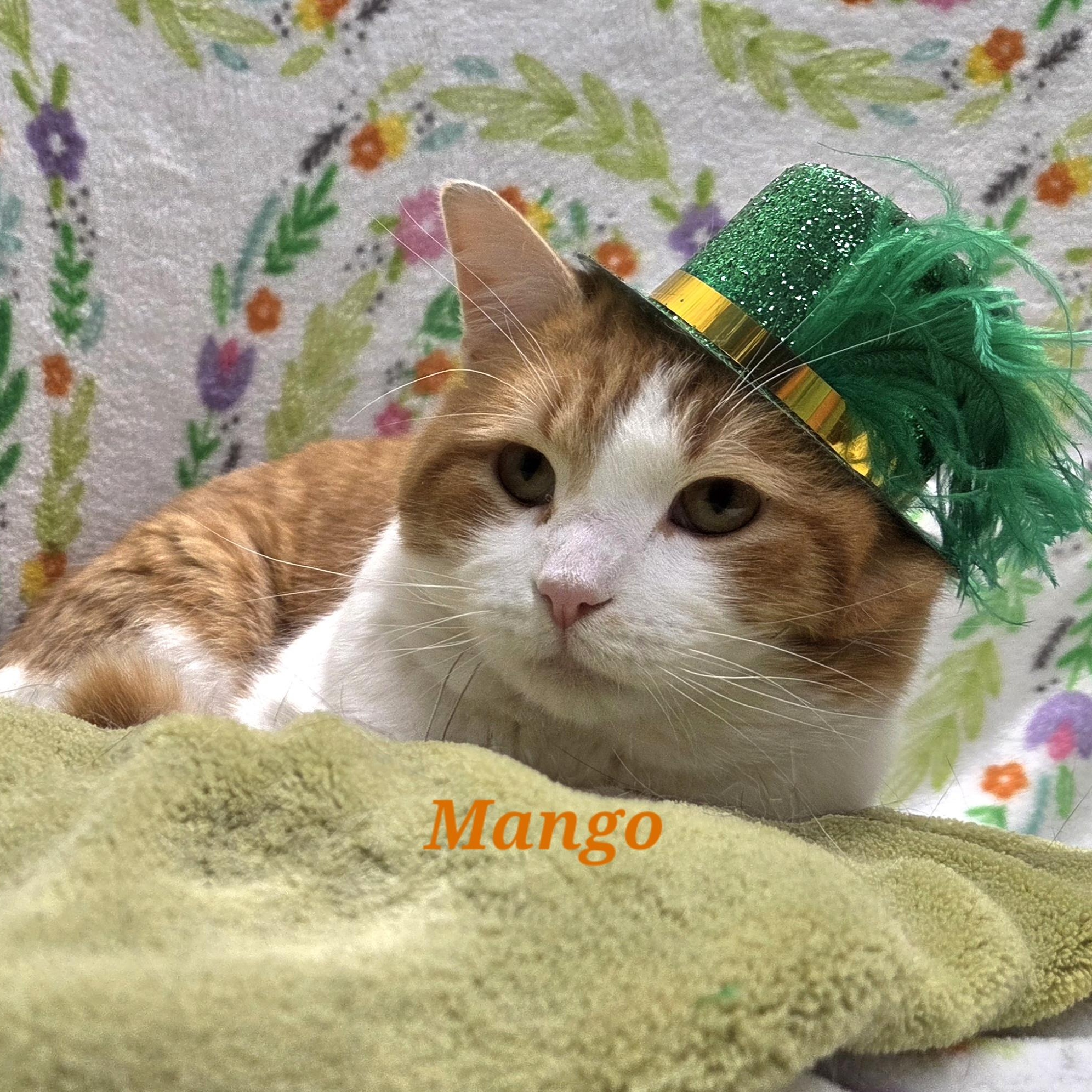 Enlarge Mango, a ADOPTABLE mixed breed in Whitewater, WI image 1/4