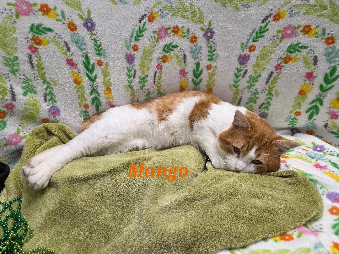 Enlarge Mango, a ADOPTABLE mixed breed in Whitewater, WI image 2/4