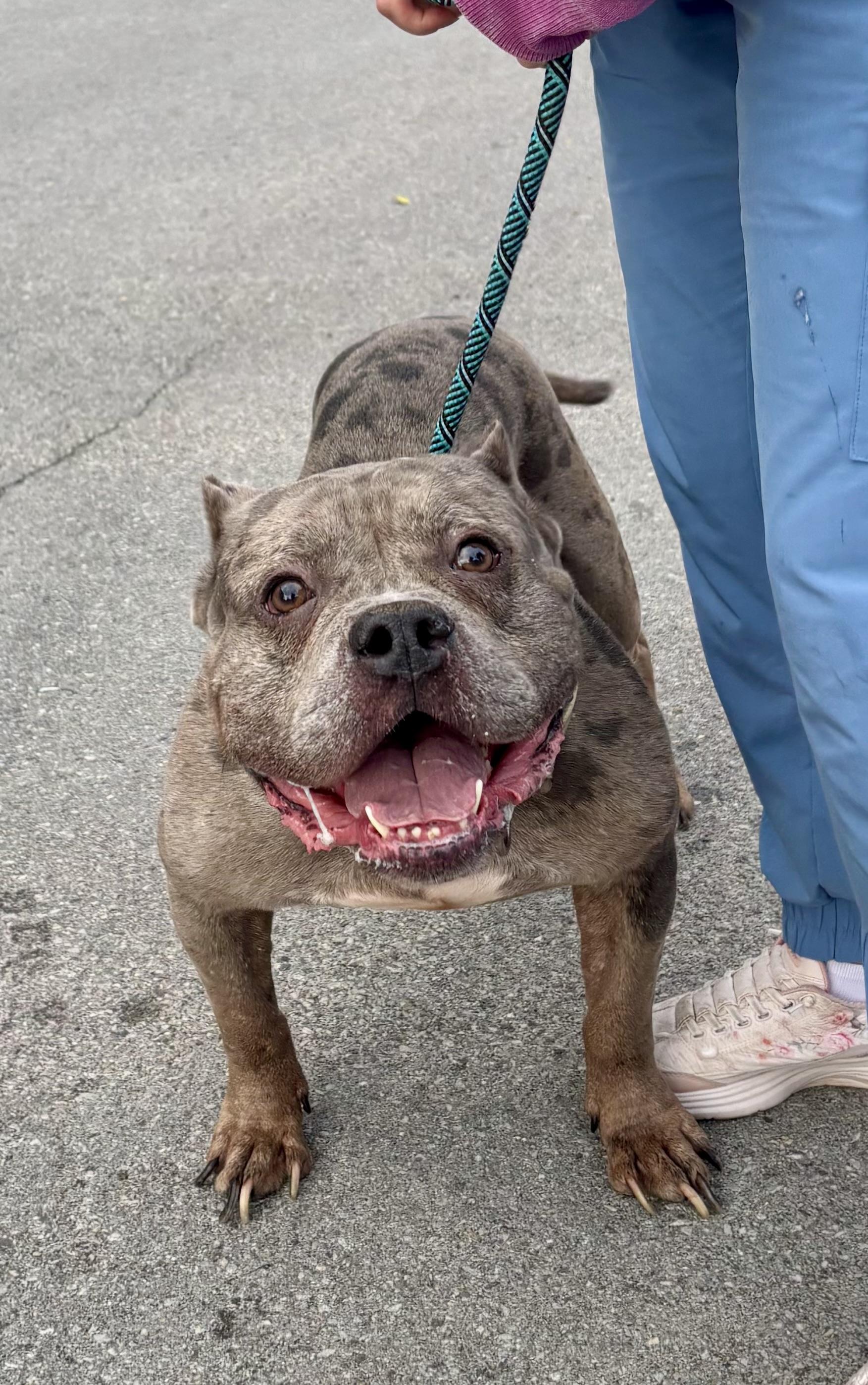Gambino, Adoptable, Adult Male Bulldog.