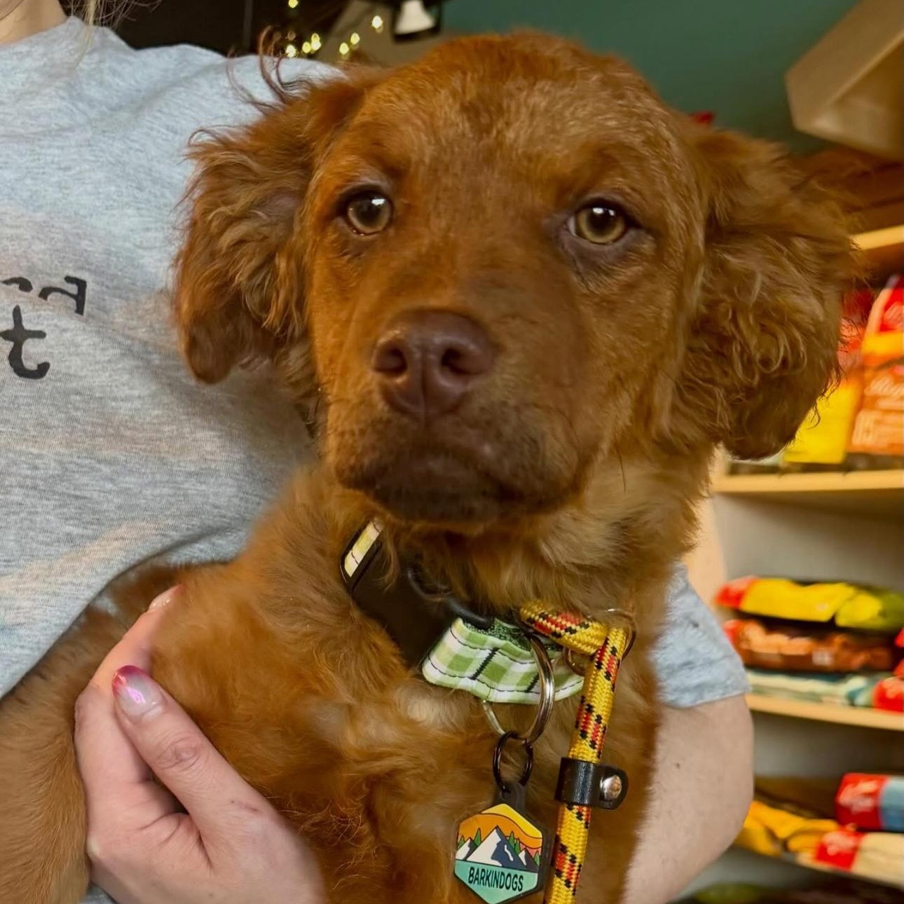 Tessie , an adopted mixed breed in Louisburg, KS image 3/5