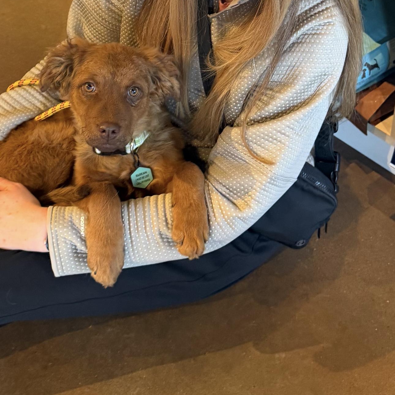 Tessie , an adopted mixed breed in Louisburg, KS image 4/5