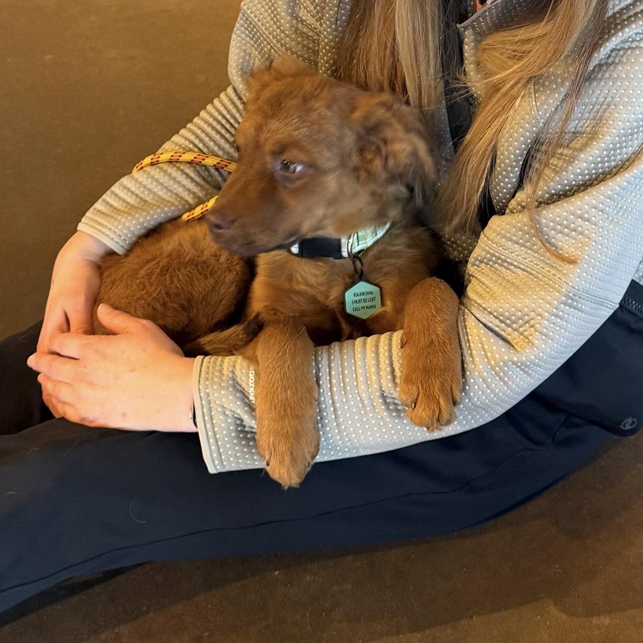 Tessie , an adopted mixed breed in Louisburg, KS image 2/5