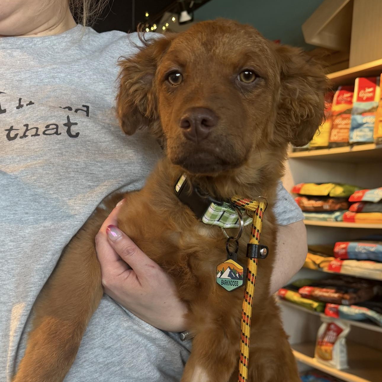 Tessie , an adopted mixed breed in Louisburg, KS image 1/5