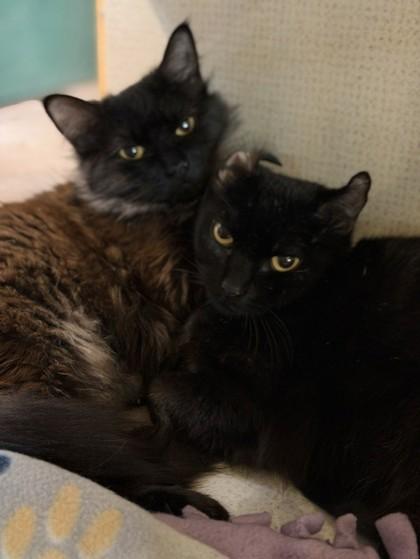 Hiccup- BONDED TO LARK, Adoptable, Adult Female Domestic Medium Hair.